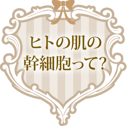 ヒトの肌の幹細胞って?
